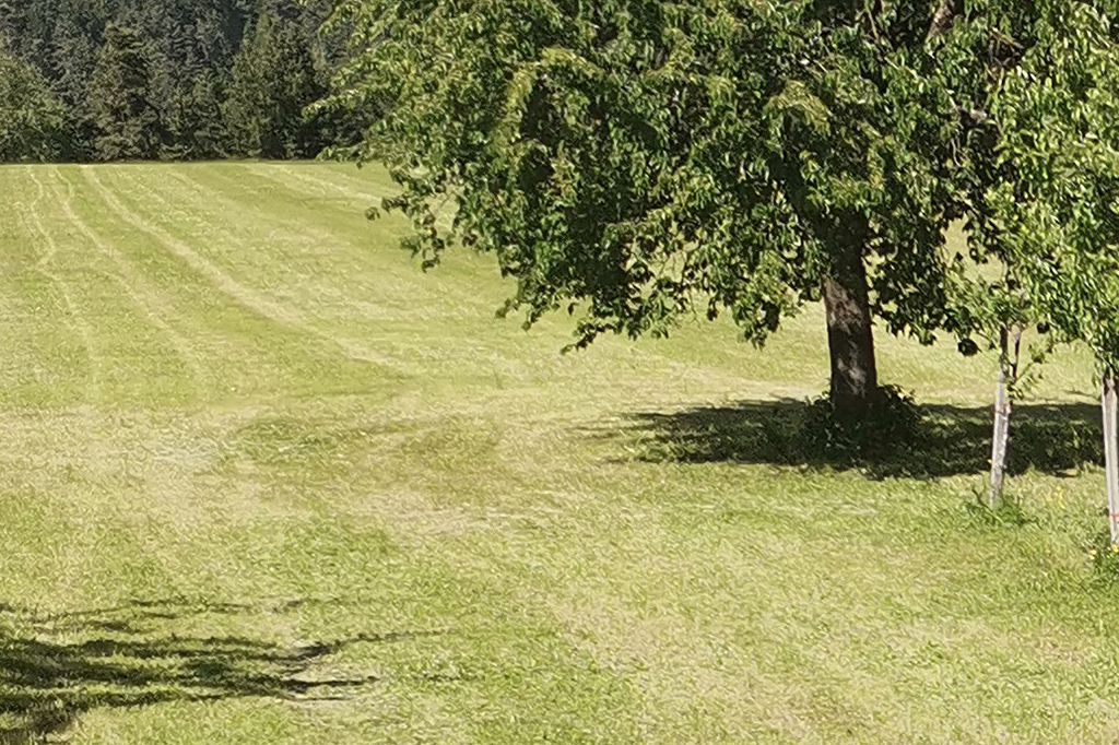 Eine Wiese in Oberperfuss